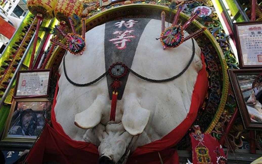 Тайвань, Тайбей. Величезна свиня висить на стіні даоського храму у Шансі під час святкування Фестивалю бога свиней у Тайбеї. Більше 60 свиней, яких спеціально відібрали для фестивалю, відгодовували, робили їм масаж протягом двох-трьох років. Щорічний конкурс свиней проводять на честь китайського місячного Нового Року. / © AFP