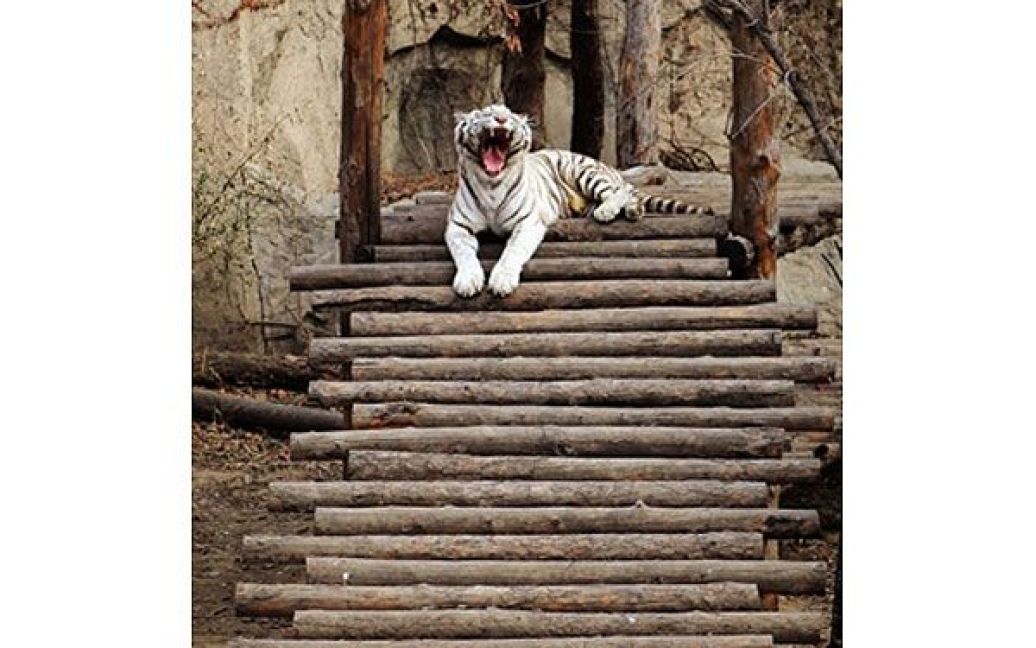 Пекін, Китай. Білий маньчжурський тигр відпочиває у своєму вольєрі в зоопарку у Пекіні. / © AFP