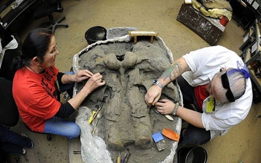 США, Лос-Анджелес. Палеонтологи працюють над черепом колумбійського мамонта Зеда у лабораторії музею "Fishbowl" в Лос-Анджелесі. / © AFP