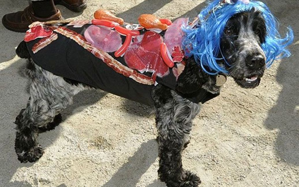 Собака у костюмі Леді Гага / © AFP