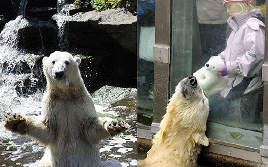Чотирирічний білий ведмідь Кнут був улюбленцем публіки. / © AFP