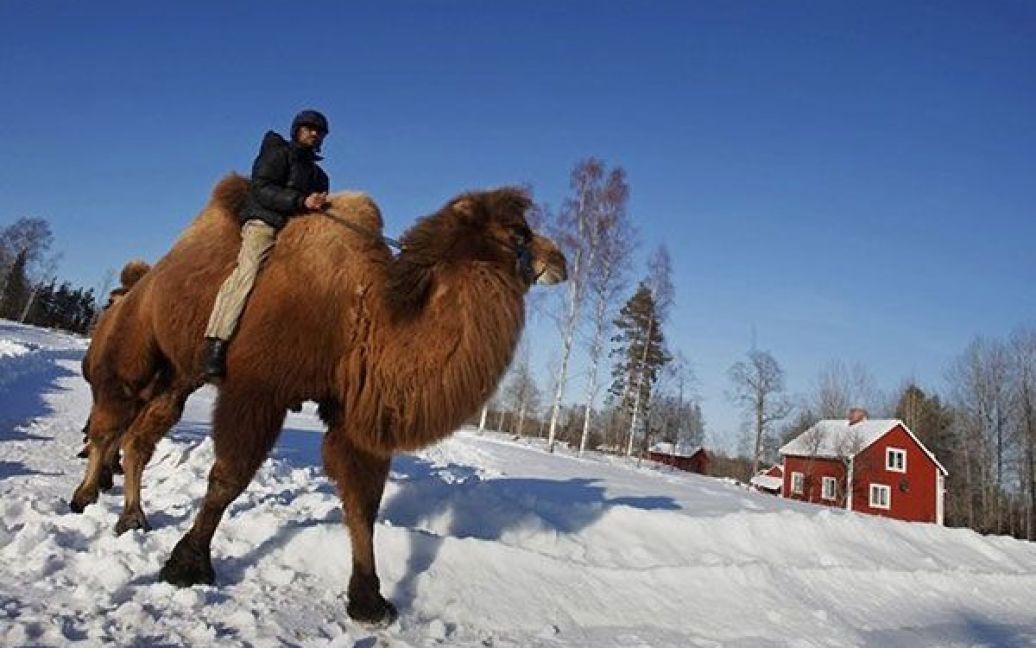 До обов&#039;язків Алі Абдулли входить піклування про верблюдів та навчання. / © bigpicture.ru