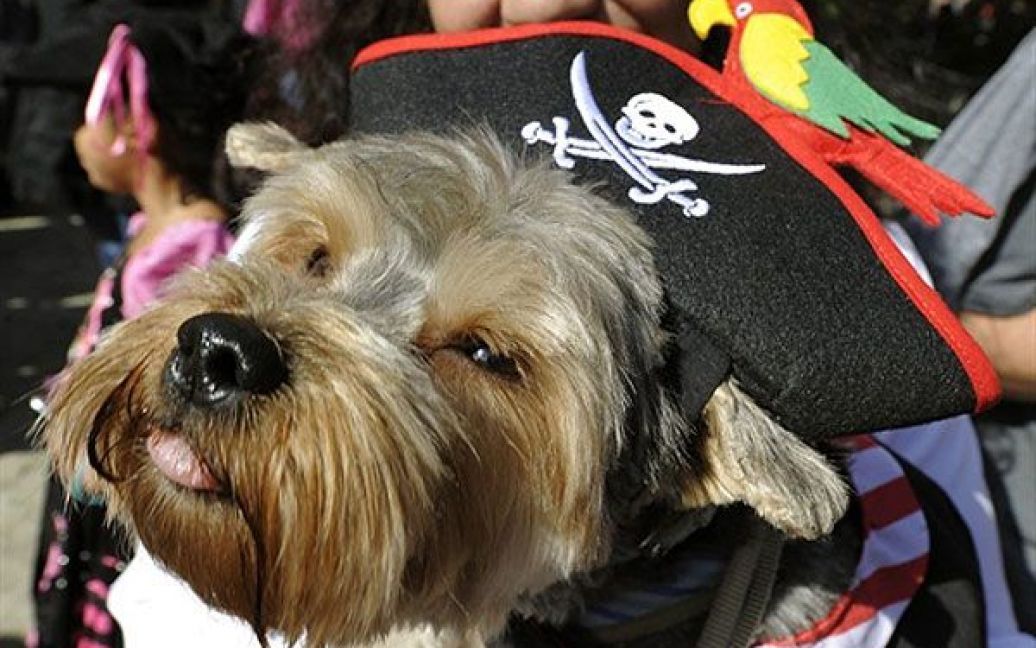 В центрі Нью-Йорка пройшов 20-й собачий парад "Halloween Dog Parade", в якому взяли участь більше 500 собак. / © AFP