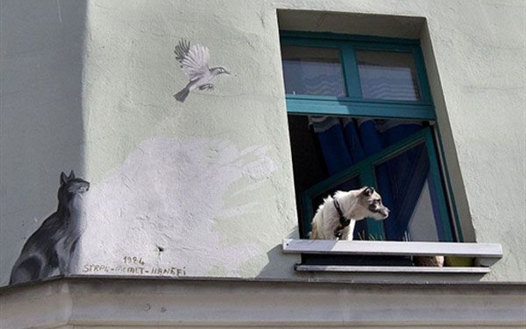 Німеччина, Берлін. Собака дивиться у вікно, за яким на стіні намальовані кіт та пташка, берлінський район Кройцберг. / © AFP