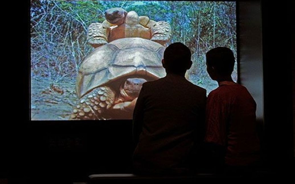 Великобританія, Лондон. Співробітники Музею природної історії дивляться на відео статевого акту між двома черепахами, який демонструють під час виставки "Сексуальна прирола" у Лондоні. На виставці представлені відео, фотографії, таксидермічні скульптури та інтерактивні експонати, які демонструють сексуальну поведінку у тваринному світі. / © AFP