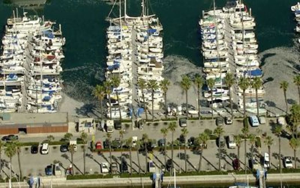 Каліфорнійську гавань заполонили тушки мертвих сардин і кільок. / © ktla.com