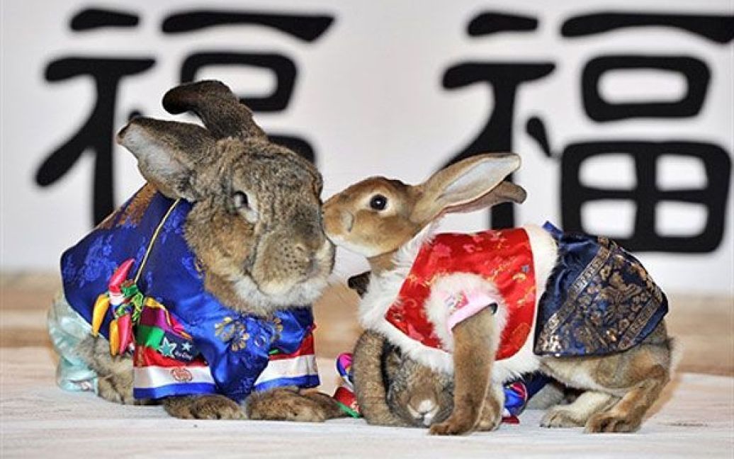 Республіка Корея, Йонін. Кролики у традиційному корейському одязі беруть участь у заході з нагоди майбутнього Року Кролика у парку розваг і тварин Everland в Йоніні. / © AFP