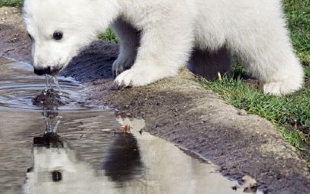 У берлінському зоопарку під час прогулянки несподівано помер улюбленець всього світу &mdash; чотирирічний білий ведмідь Кнут. / © AFP
