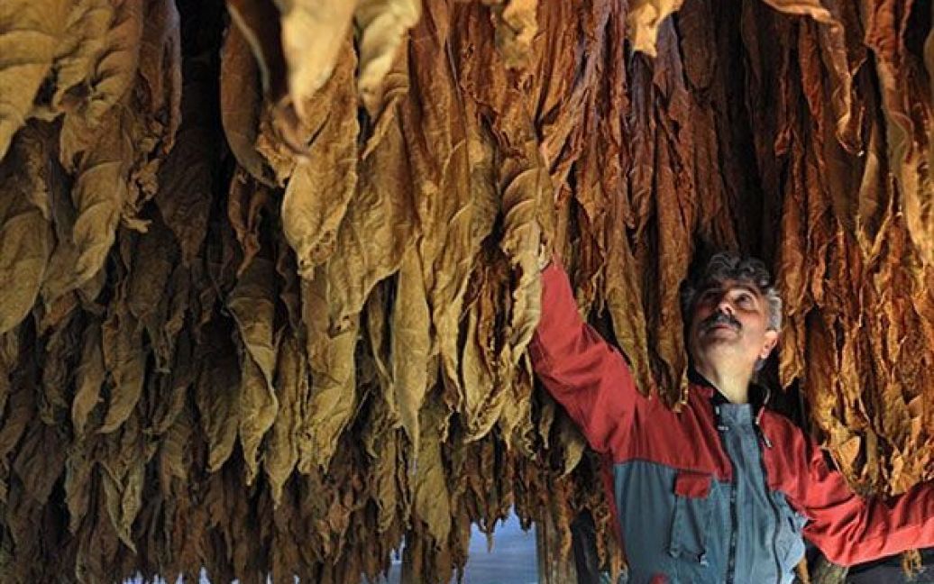 Франція, Сен-Лоран-ла-Валле. Французький фермер Крістіан Карьє перевіряє, як сушиться тютюнове листя на його фермі у Сен-Лоран-ла-Валі, на півдні Франції. / © AFP