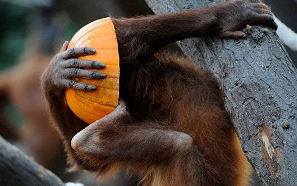 Німеччина, Гамбург. Орангутанг їсть гарбуз у своєму вольєрі в зоопарку Хагенбек у Гамбурзі, північна Німеччина. Мавпам у зоопарку видали гарбузи на честь святкування Хелловіна. / © AFP
