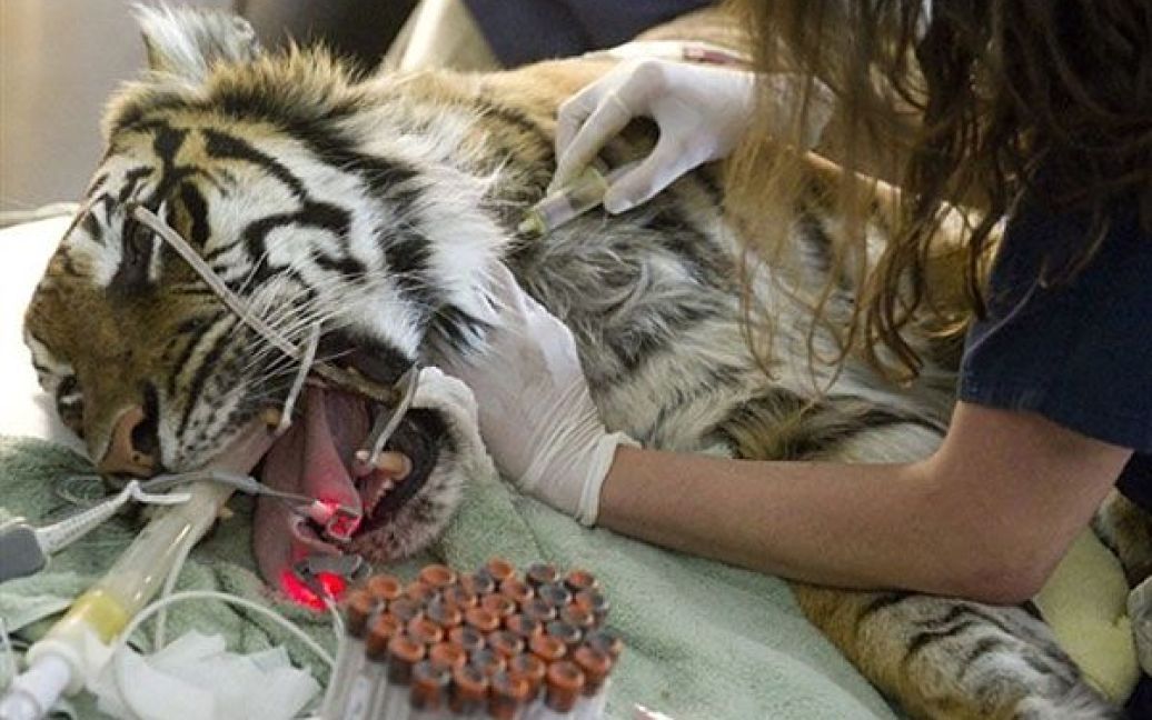 США, Вашингтон. Ветеринар бере аналізи у 18-річного суматранського тигра Соя під час звичайної перевірки його стану здоров&#039;я у Національному зоопарку Смітсонівського інституту у Вашингтоні. Тигра оглядають, чістять йому зуби, роблять рентген і аналіз крові. / © AFP
