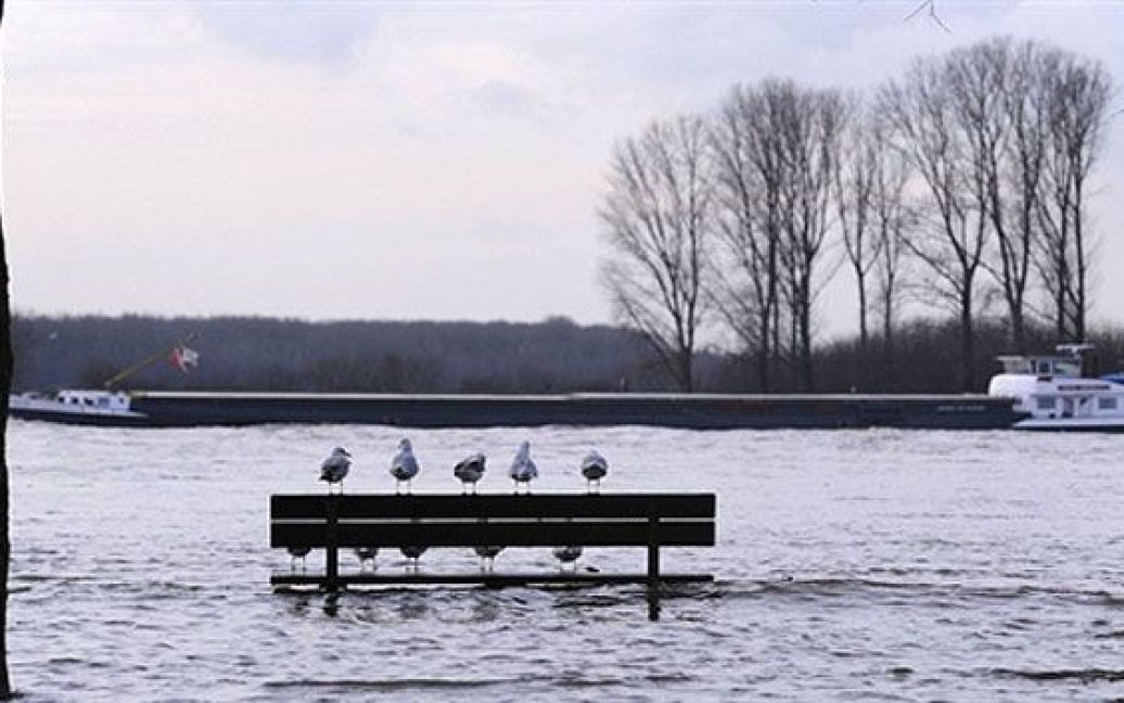 Німеччина, Монхайм. Чайки сидять на лавці посеред річки Рейн у Монхаймі, неподалік від Кельна, Західна Німеччина. Ситуація на багатьох німецьких річках залишається критичною, оскільки танення снігу викликало підвищення рівня води і повені. / © AFP