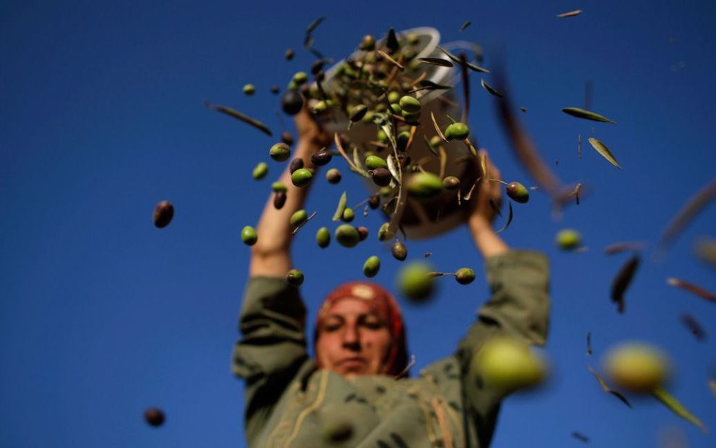 45-річна палестинка Умм Ейяд висипає з відра зібрані оливки перед сортуванням на околиці міста Рамалла. (AP Photo / Muhammed Muheisen) / © The Boston Globe