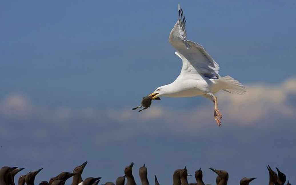 Чайка. Острови Фарна, Нортумберленд, Великобританія. Срібляста чайка кружляє над колонією птахів. Фото Рона Мак-Комба. / © National Geographic
