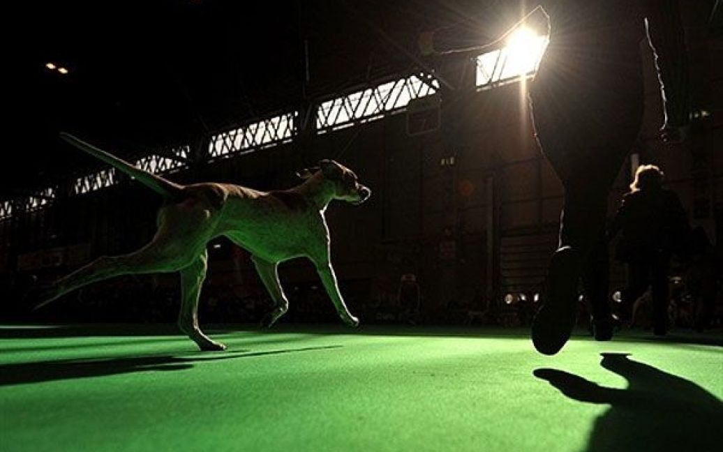 Великобританія, Бірмінгем. Собака біжить поруч зі своїм власником під час виступу на щорічній виставці собак "Crufts" у Національному виставковому центрі в Бірмінгемі. / © AFP