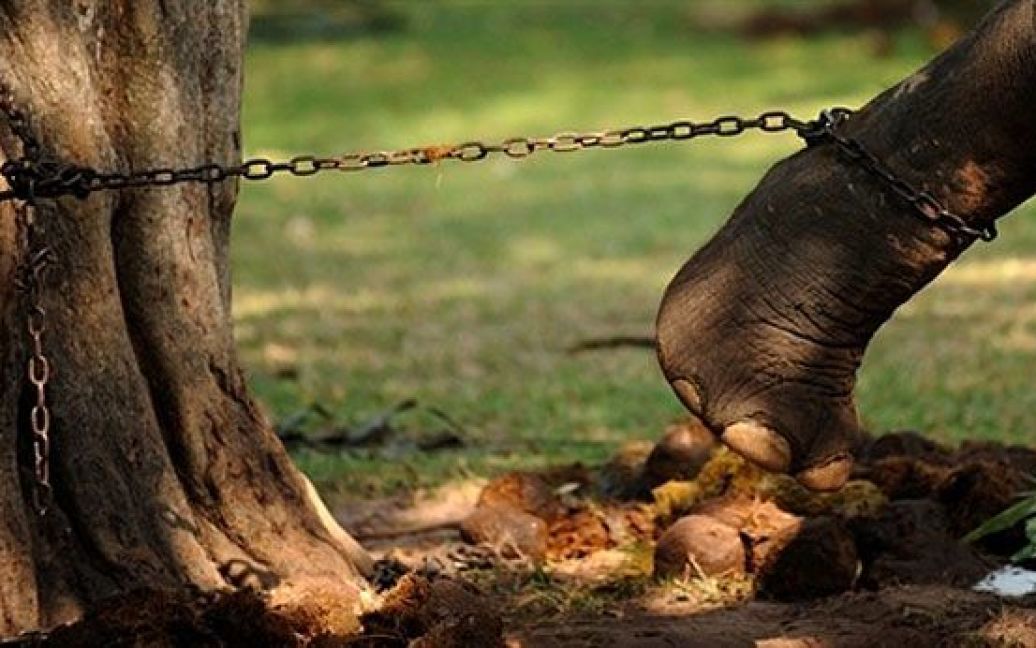 Шрі-Ланка, Коломбо. Слон, пристебнутий ланцюгом у громадському парку в Коломбо. / © AFP