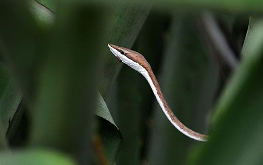 Коста-Ріка, Остіонал. Змія Oxybelis aeneus у Національному заповіднику в провінції Гуанакасте. / © AFP