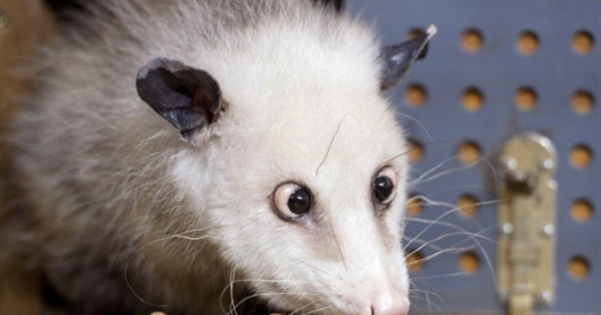 Самка опосума на прізвисько Хайді, яка нещодавно прибула до зоопарку Лейпцига, стала справжнім "хітом" серед німців. / © AFP