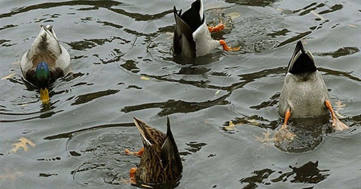 США, Нью-Йорк. Качки занурюються у воду на ставку в Центральному парку. / © AFP