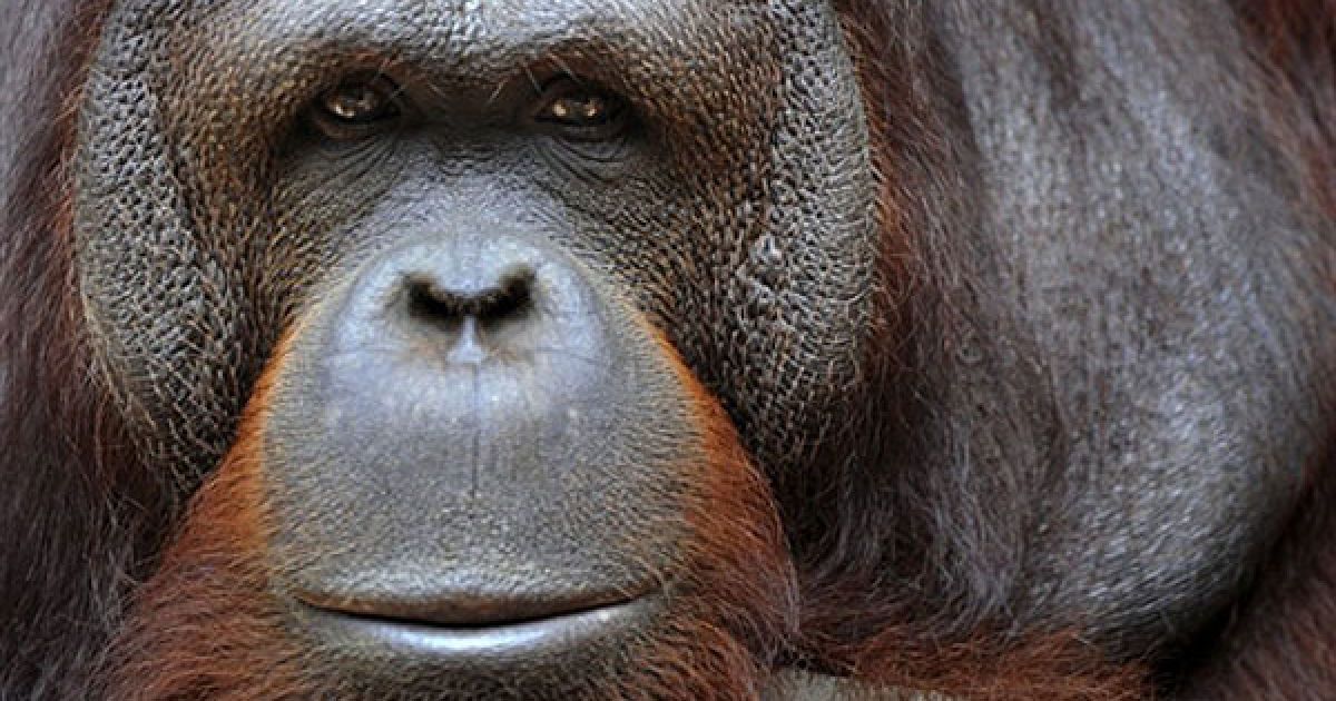 Індонезія, Джакарта. Орангутанг сидить у своєму вольєрі у зоопарку Рагунан у Джакарті. Вчені проводять дослідження і повний аналіз ДНК тварин, щоб допомогти збереженню орангутангів. Нещодавно опубліковані дослідження показують, що орангутанги майже не змінилися протягом останніх 15 мільйонів років. / © AFP