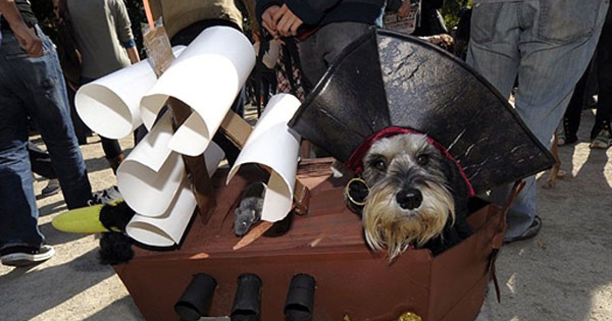 В центрі Нью-Йорка пройшов 20-й собачий парад "Halloween Dog Parade", в якому взяли участь більше 500 собак. / © AFP