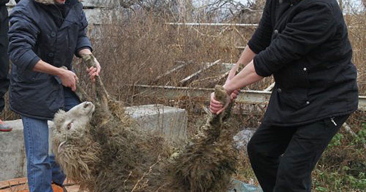 Мусульмани всього світу відзначили свято жертвоприношення Курбан-Байрам. / © УНІАН