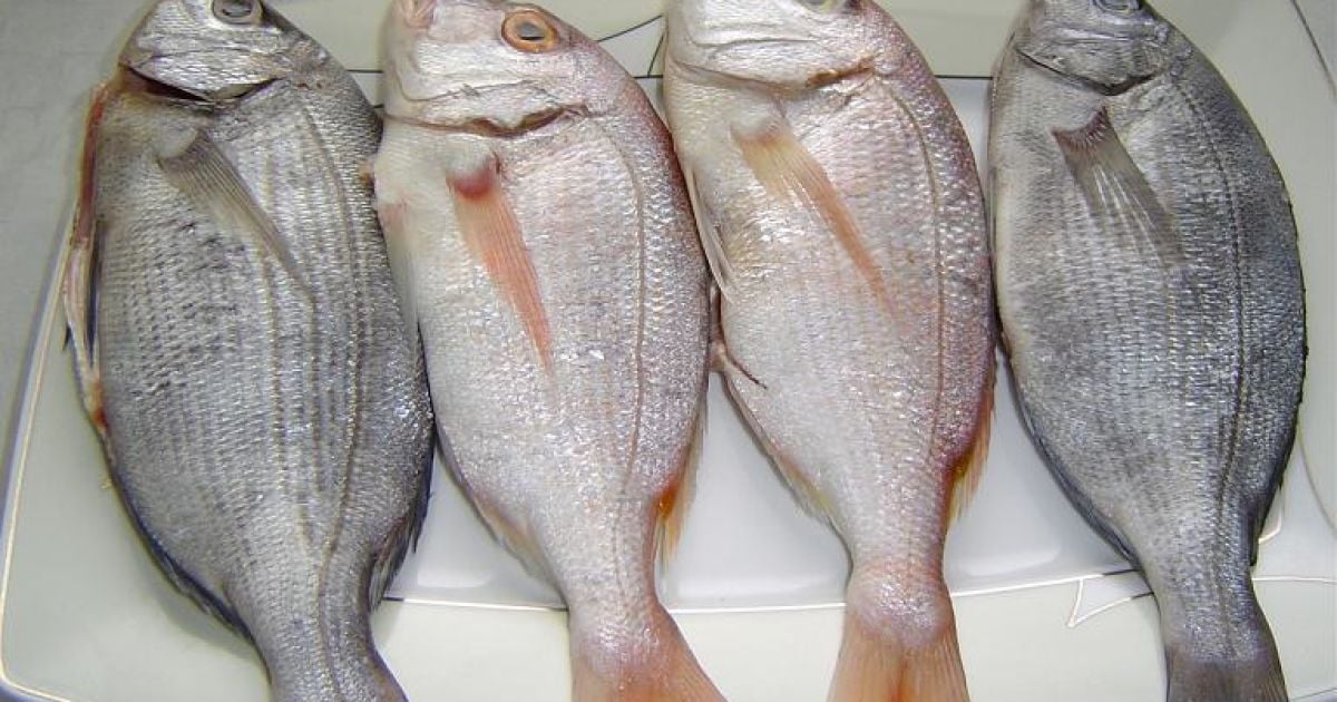 В центрі столиці карасі ходять косяками просто у фонтані