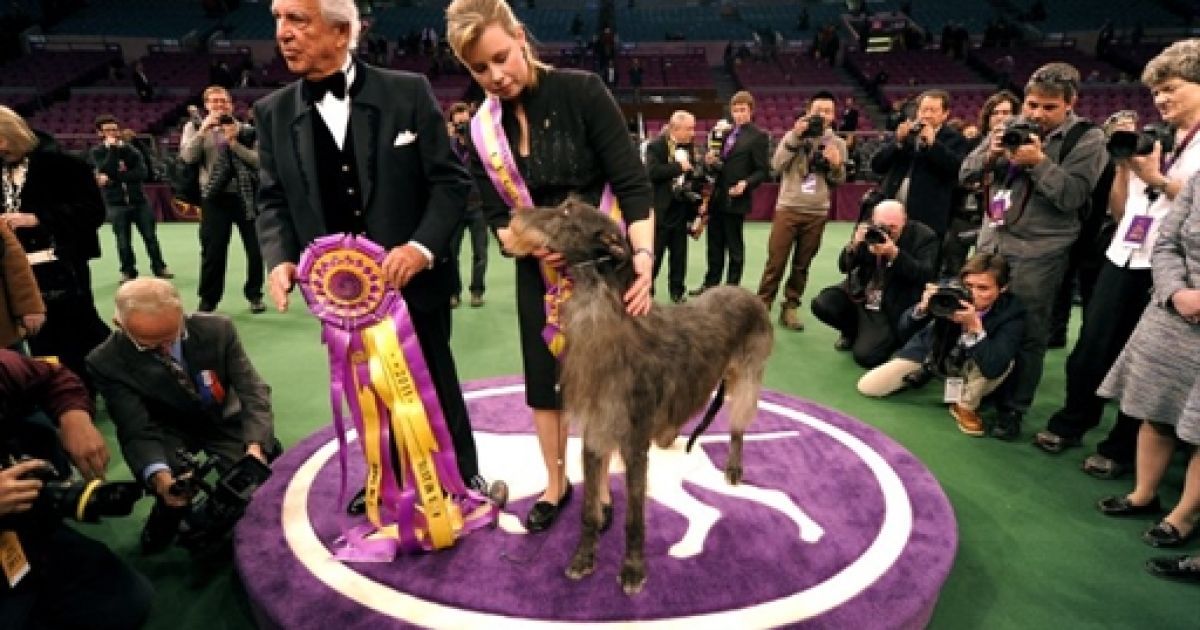 Дірхаунд Хікорі визнано найкрасивішим собакою на дог-шоу в США