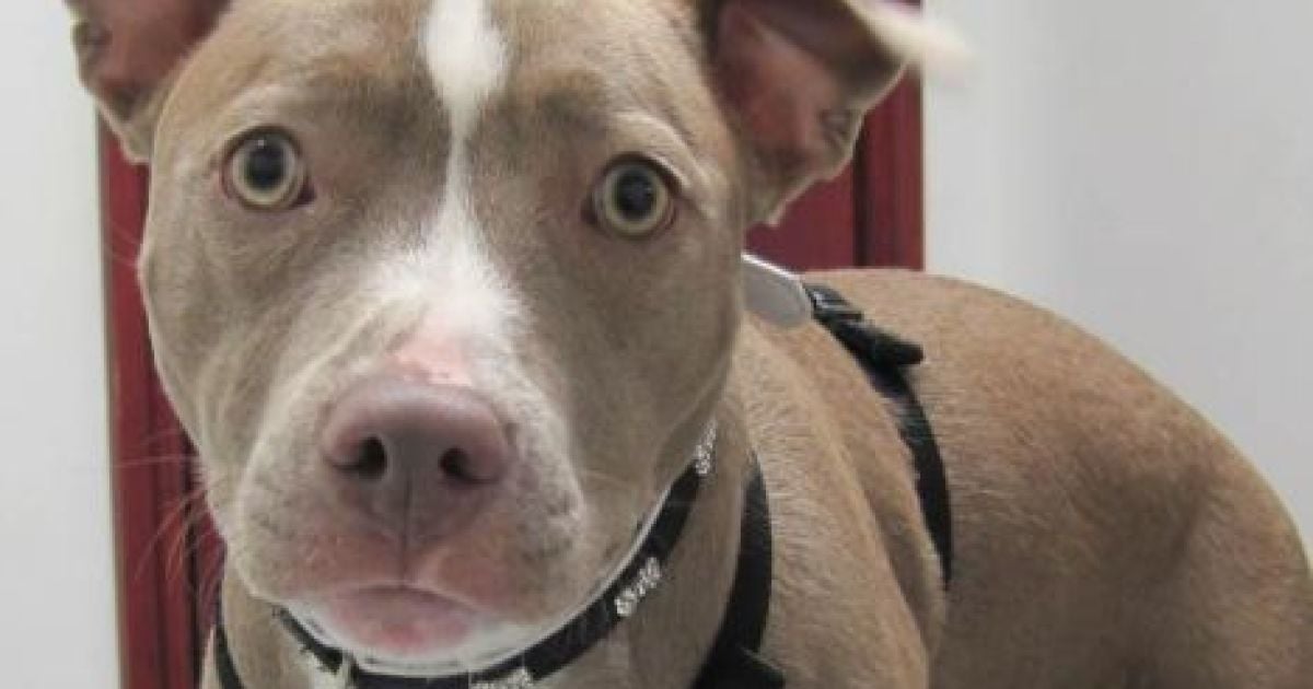 Дворічна Сайра