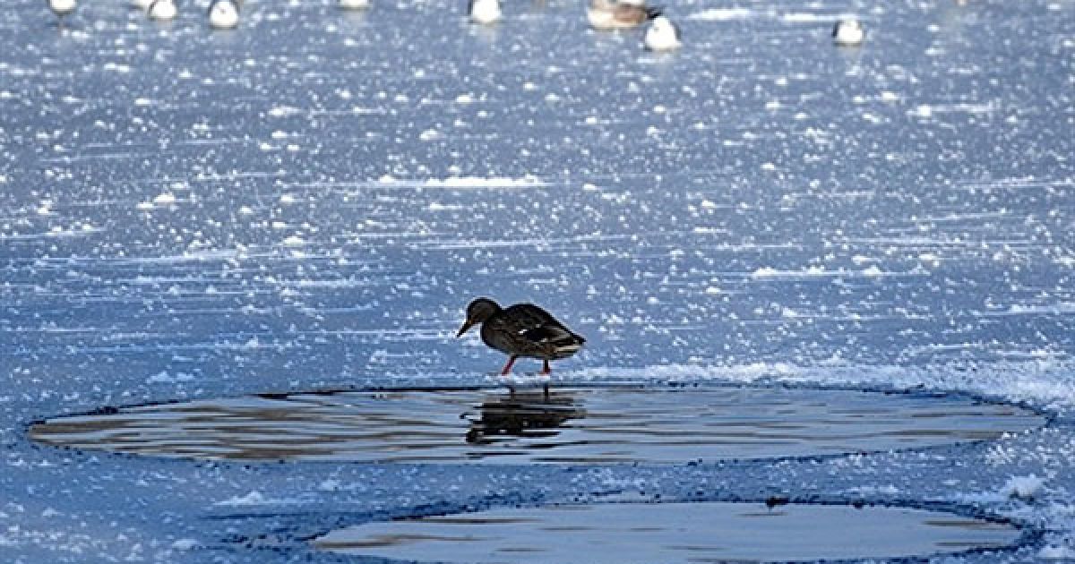 Румунія, Бухарест. Качка прогулюється частково замерзлим озером в Бухаресті. / © AFP