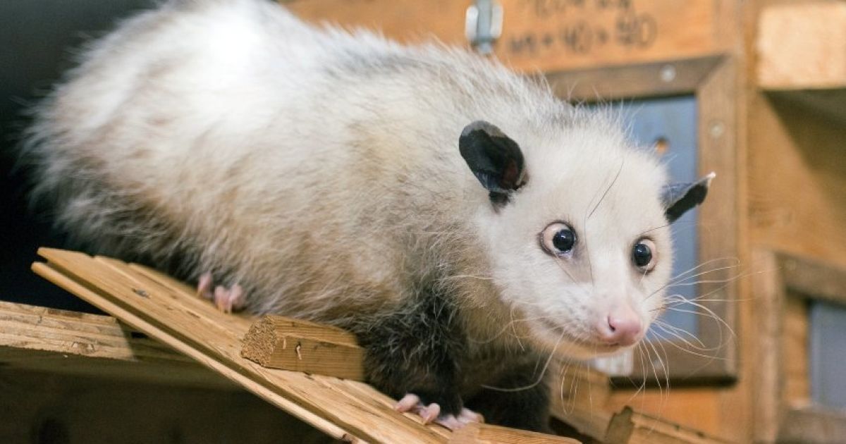 Самка опосума на прізвисько Хайді, яка нещодавно прибула до зоопарку Лейпцига, стала справжнім "хітом" серед німців. / © spiegel.de
