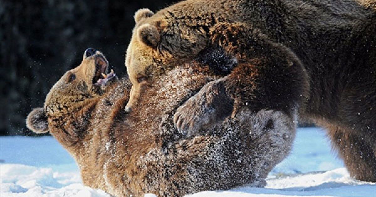 Німеччина, Штраубінг. Двоє бурих ведмедів грають у снігу у зоопарку міста Штраубінг. Бурі ведмеді, які здебільшого мешкають у північній частині Євразії і Північної Америки, можуть важити від 300 до 780 кілограмів. / © AFP