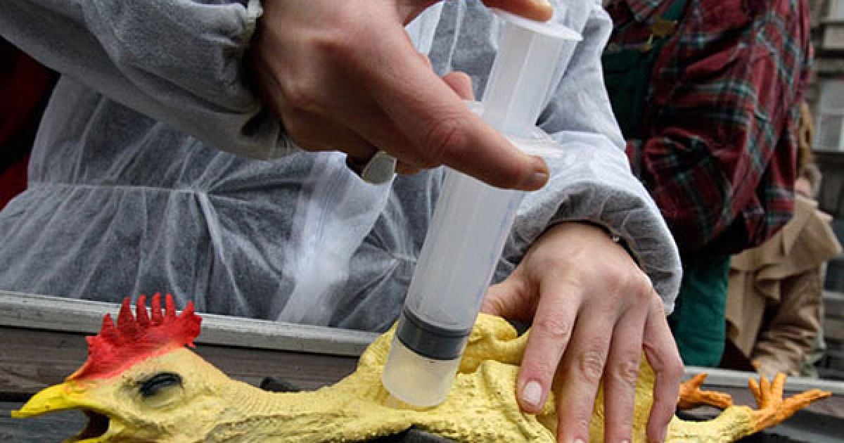 Німеччина, Берлін. Демонстрант робить "ін'єкцію діоксинів" гумовій курці під час акції протесту проти птахофабрик у Берліні. Акцію проти промислового тваринництва провели у Берліні члени екологічної організації "Campact". / © AFP