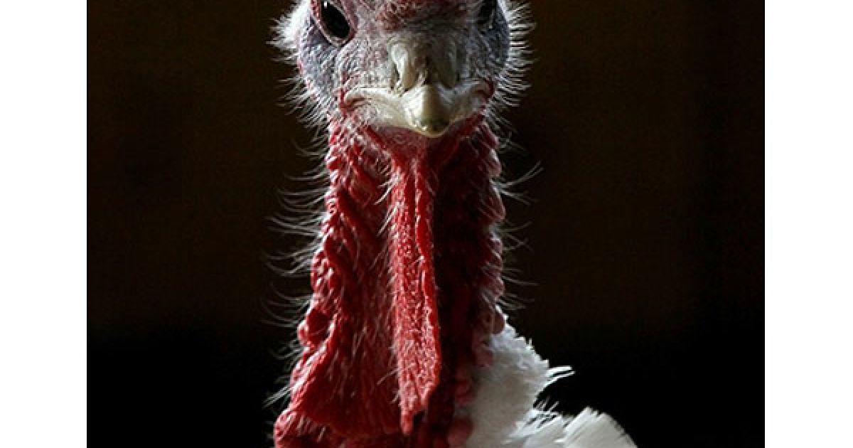 США, Сонома, штат Каліфорнія. Індик на птахофермі у Сономі, штат Каліфорнія. У Сполучених Штатах готуються до святкування Дня подяки. Цього року, за приблизними оцінками, на свято приготують та з&rsquo;їдять 46 мільйонів індичок. / © AFP