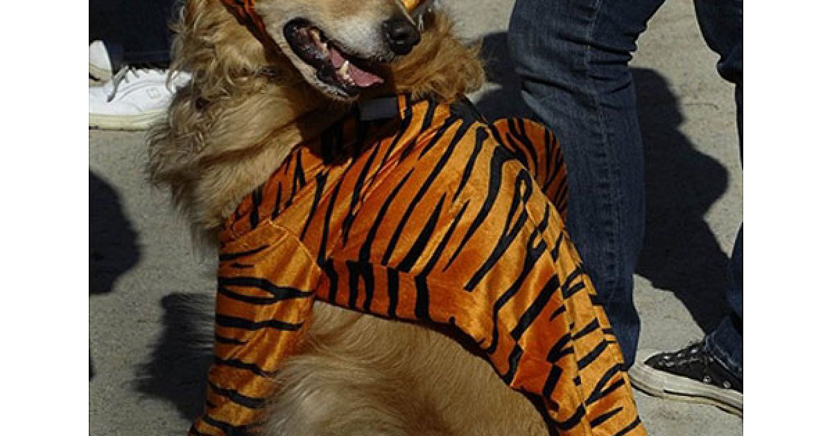 В центрі Нью-Йорка пройшов 20-й собачий парад "Halloween Dog Parade", в якому взяли участь більше 500 собак. / © AFP