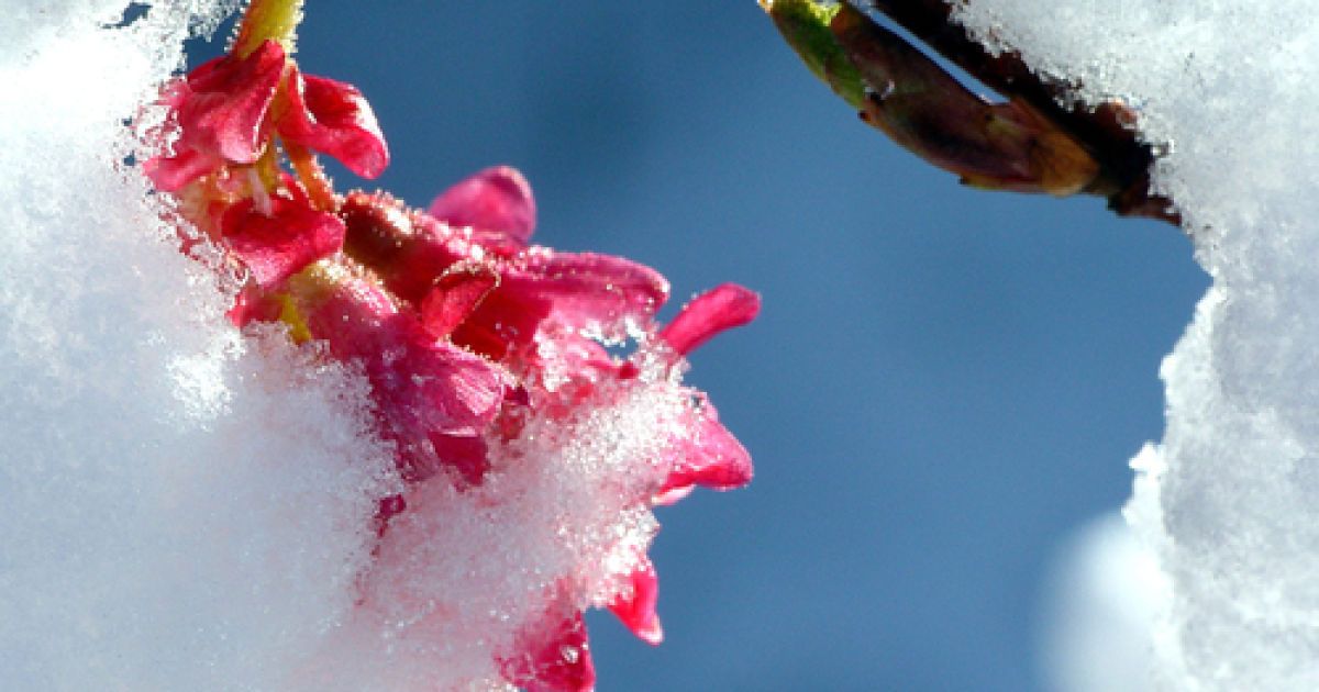 В Україні можливі невеликі опади, подекуди мокрий сніг