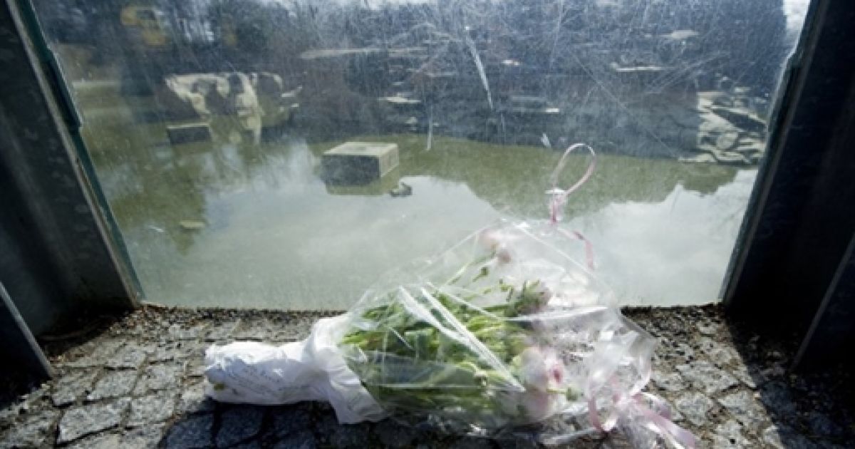 У берлінському зоопарку під час прогулянки несподівано помер улюбленець всього світу &mdash; чотирирічний білий ведмідь Кнут. / © AFP