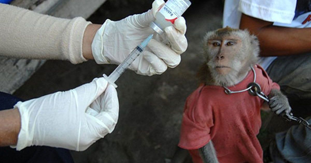 Індонезія, Денпасар, Балі. Медичний працівник готується до вакцинації мавп проти сказу, яка проходить на курортному острові Балі. Кампанія з вакцинації проти сказу майже 400 тисяч собак почалася на острові у вересні, коли кількість жертв сказу на острові досягла 100 осіб за останні два роки.