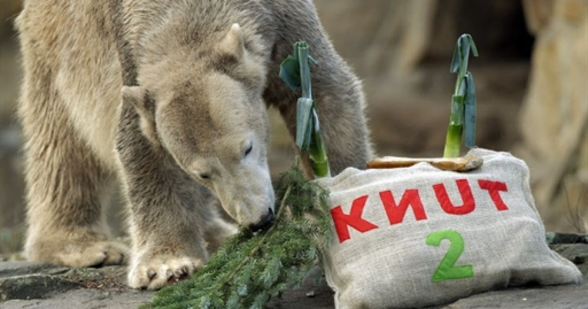 Набравши за два роки 200 кілограмів, перетворившись з маленького і беззахисного ведмежати в серйозного полярного звіра, Кнут не втратив ні краплі своєї популярності. / © AFP