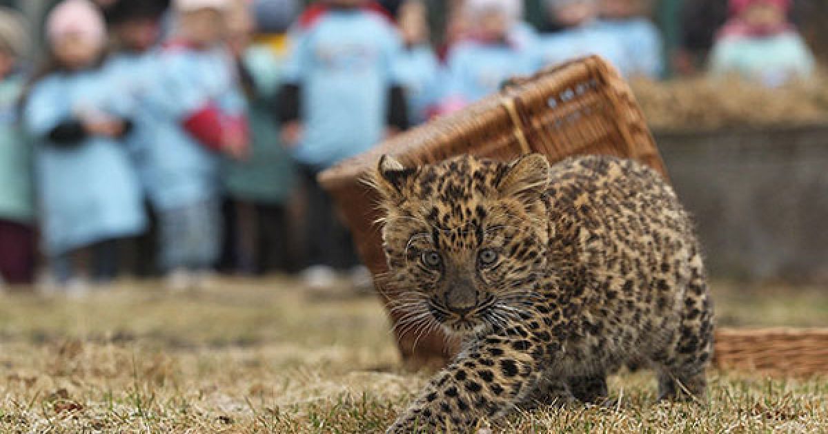 Північно-китайський леопард Некама народився в берлінському зоопарку / © AFP