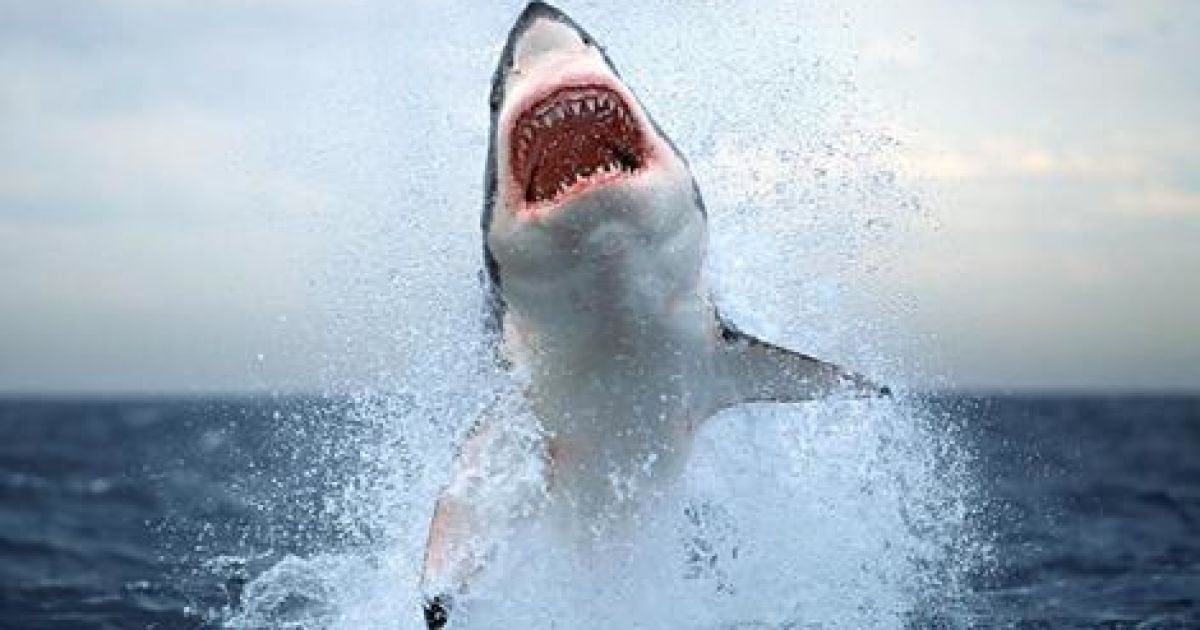 Акула напала на людину
