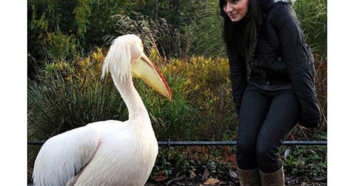 Великобританія, Лондон. Жінка жестикулює, стоячи поруч із пеліканом в парку Сент-Джеймс у центрі Лондона. / © AFP