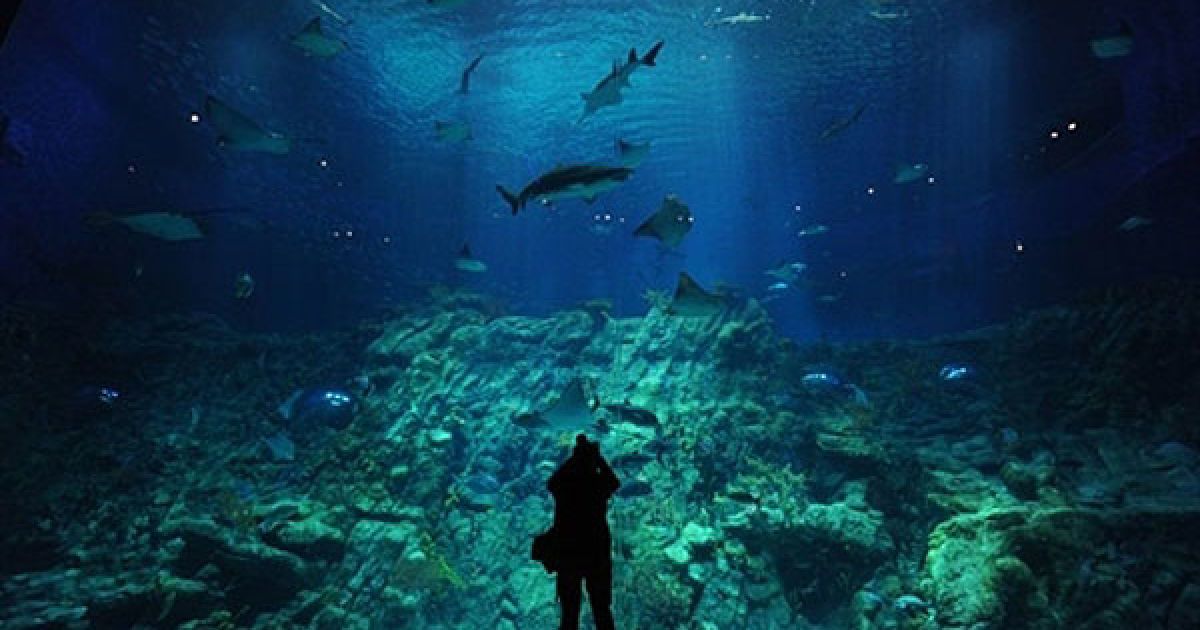Китай, Гонконг. Фотограф дивиться на новий гігантський акваріум у Гонконзі. Акваріум у міському парку Тема є одним з десяти найбільших у світі. / © AFP