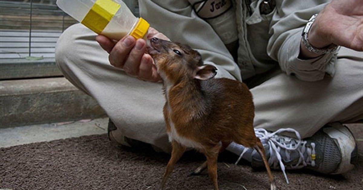 США, Сан-Дієго. Співробітник зоопарку годує з пляшечки дитинча королівської антилопи, яке важить усього 17 грамів. Антилопа народилася 20 січня у ветеринарній клініці зоопарку. Наразі королівську антилопу годують п'ять разів на добу. / © AFP