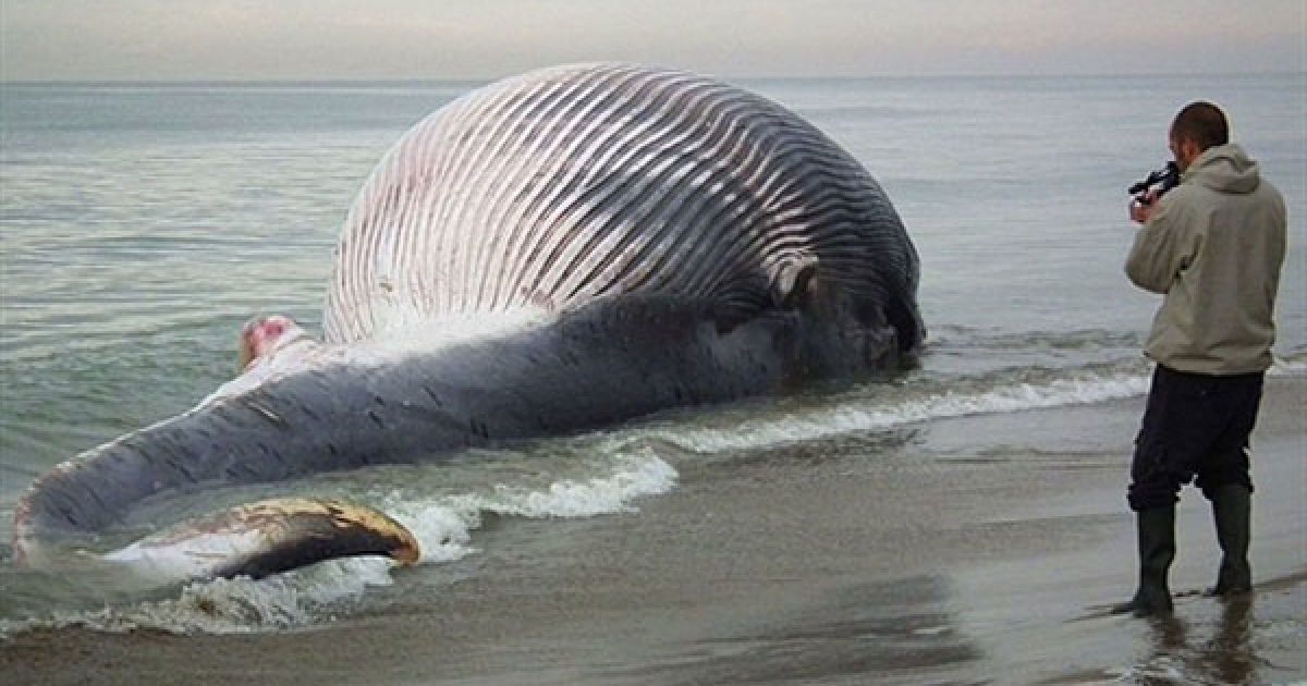 Італія, Піза. Чоловік знімає на відеокамеру 25-метрового мертвого кита, якого викинуло на берег на пляжі в парку Сан-Россоре у Пізі. / © AFP
