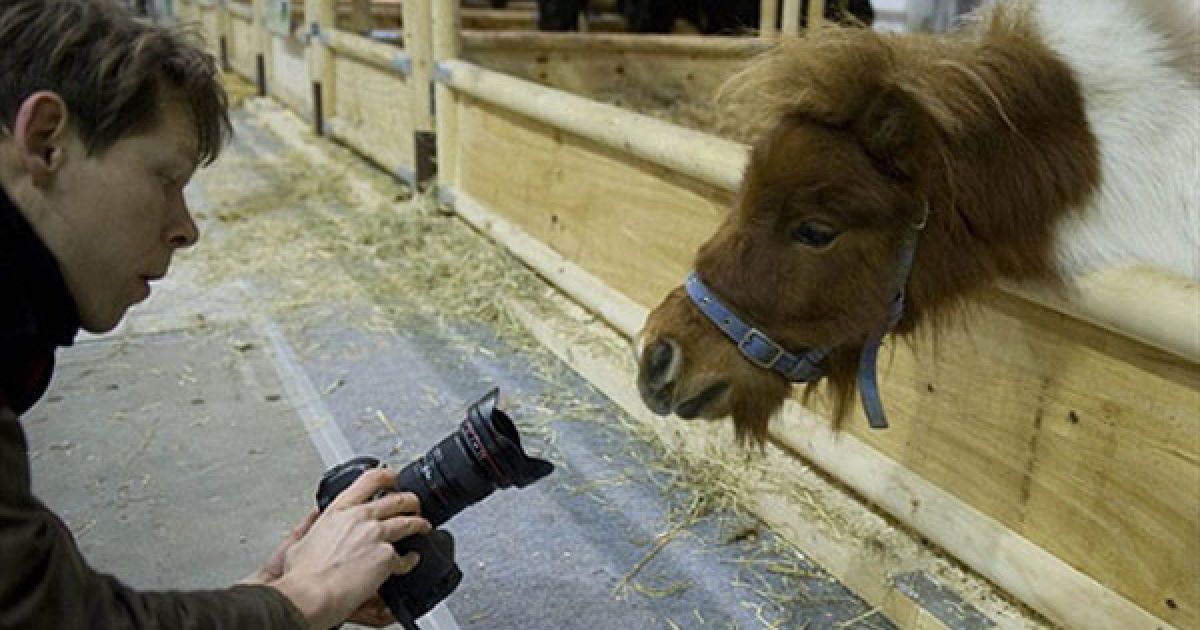 Німеччина, Берлін. Молодий кінь цікавиться камерою фотокорреспондента, доки той фотографує його на відкритті ярмарку сільського господарства "Зелений тиждень" у Берліні. Цього року на ярмарку дебютували такі країни, як Афганістан і Демократична Республіка Конго. / © AFP