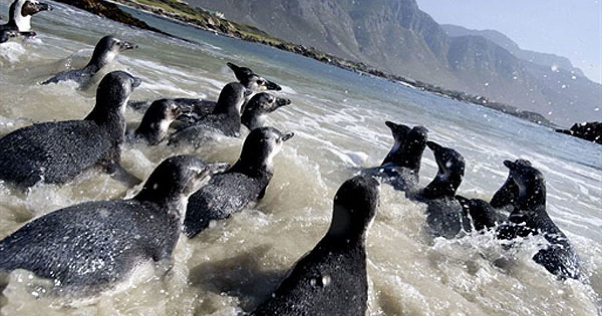 Південна Африка, затока Бетті. Молоді африканські пінгвіни прямують в море, після того, як їх випустили на пляжі Стоні-Пойнт у затоці Бетті. 63 пінгвіни були випущений у море після реабілітації у Південно-африканському фонд зі збереження прибережних птахів. З 300 птахів, яких залишили батьки, врятувати вдалося лише 63. / © AFP