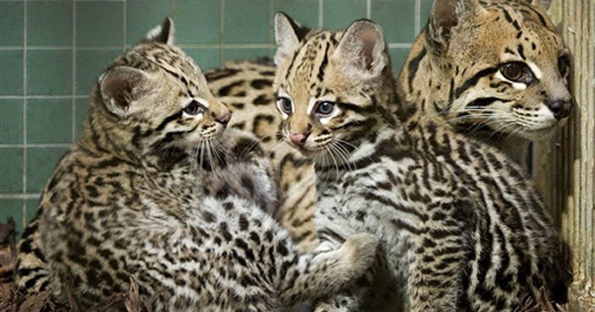 Німеччина, Берлін. Дитинчата оцелота (Leopardus pardalis), Вьєнто та Естрелла, сидять поруч зі своєю матір&rsquo;ю Сарою у вольєрі зоопарку Берліна. / © AFP