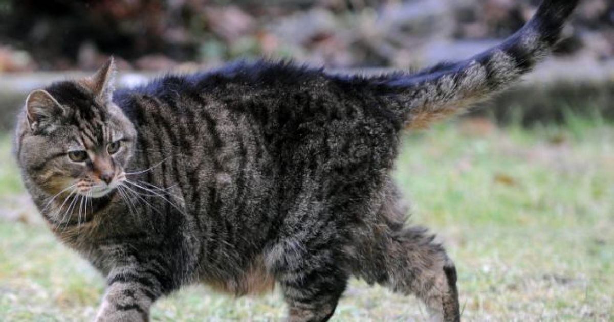 39-річна кішка Люсі досі полює на мишей у саду