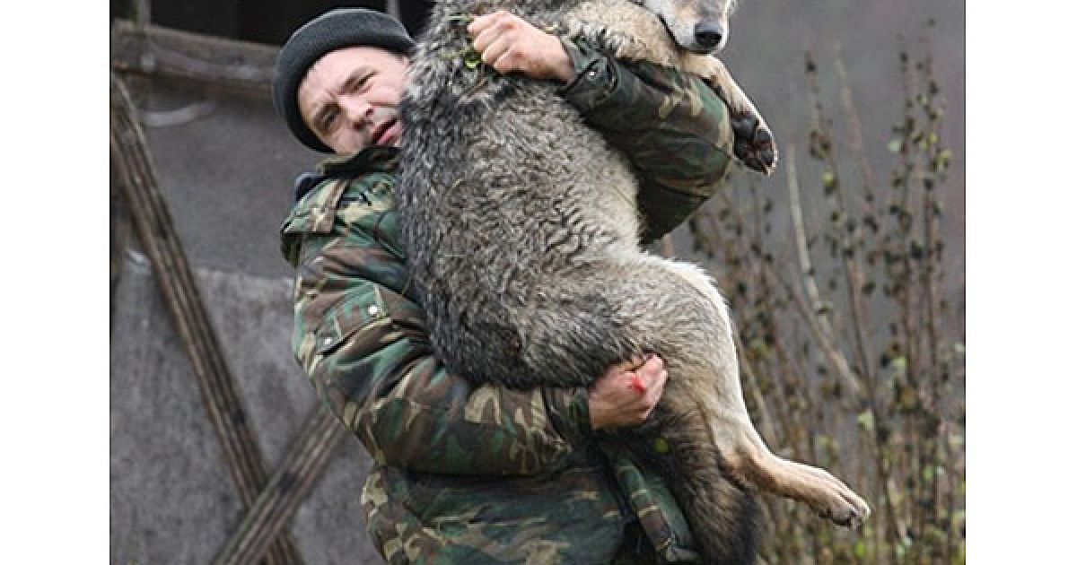Білорусь, Сосновий Бор. Білоруський зоолог Дмитро Шамович несе на руках вовка на своїй фермі поблизу міста Сосновий Бор. З 2004 року він виростив дванадцять вовків. / © AFP